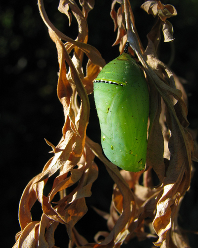 monarch chrysalis