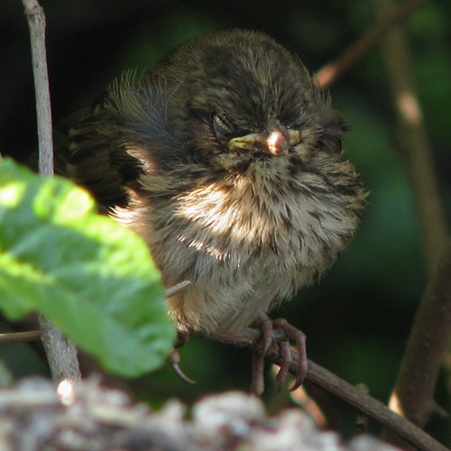 juvenile song sparrow (melospiza melodia)