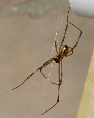 latrodectus underside
