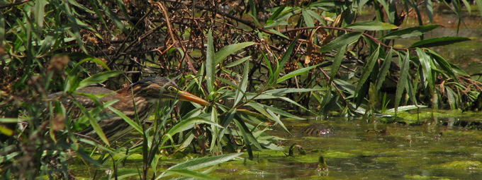 Green Heron pano