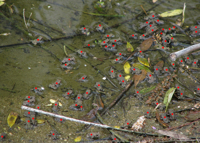 California Toad juveniles, count