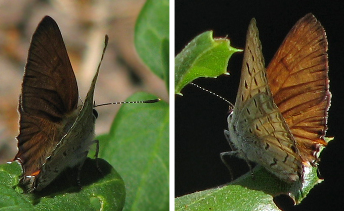 Tailed Copper (Lycaena arota)