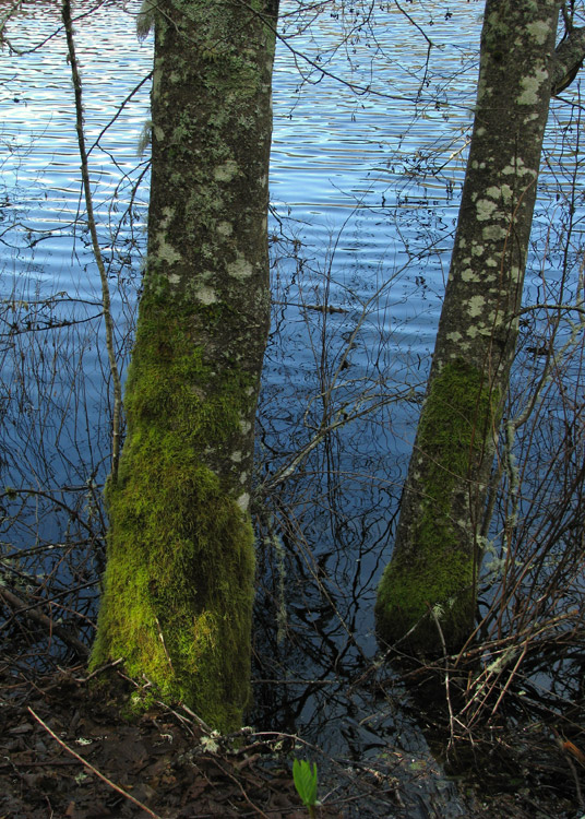 Fisher Pond, Vashon, Washington