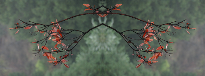 Toyon flipped & turned